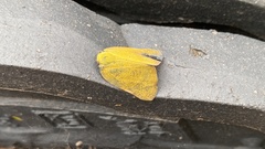 Ricania sublimata