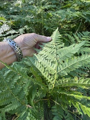 Pteridium pinetorum