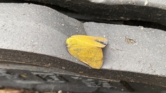 Ricania sublimata