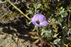 Drosera cistiflora