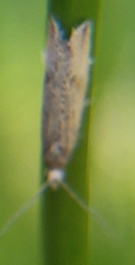 Bactra