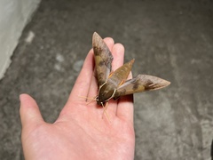 Gnathothlibus erotus