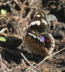 Junonia oenone