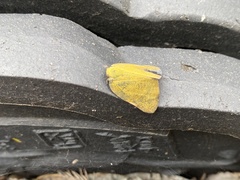 Ricania sublimata