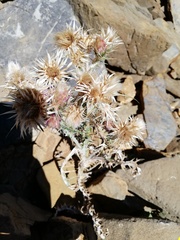 Carduus carlinoides