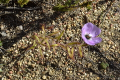 Drosera cistiflora