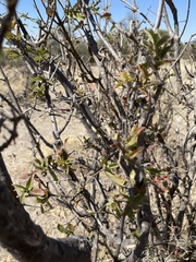 Combretaceae