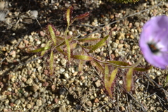 Drosera cistiflora
