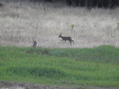 Capreolus capreolus