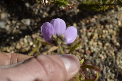 Drosera cistiflora