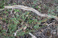 Bossiaea cinerea