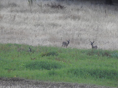 Capreolus capreolus