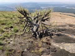 Xerophyta retinervis