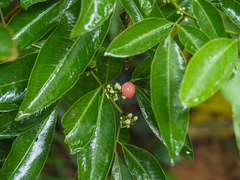 Glycosmis parviflora