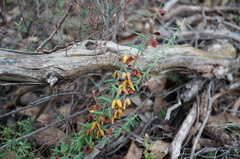 Bossiaea cinerea