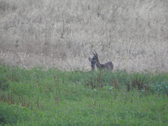 Capreolus capreolus