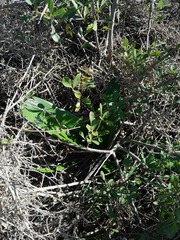 Haemanthus coccineus
