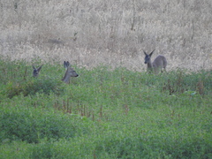 Capreolus capreolus