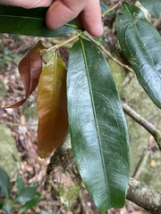 Brackenridgea australiana