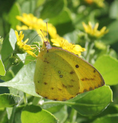 Catopsilia florella