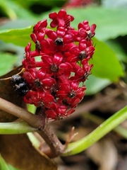 Phytolacca japonica