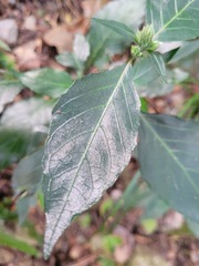 Phytolacca japonica