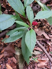 Phytolacca japonica