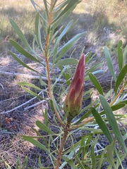 Protea repens