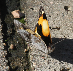Junonia hierta cebrene