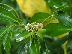 Glycosmis parviflora