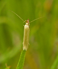 Pleurota pyropella