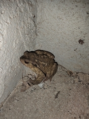 Bufo spinosus