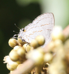 Hypolycaena philippus