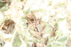 Rhynocoris punctiventris