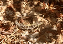 Podarcis siculus campestris