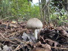 Agaricus
