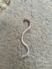 Oligochaeta