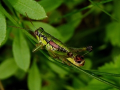 Odontopodisma schmidtii