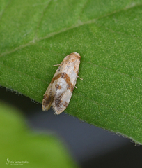 Phalonidia contractana