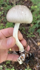 Agaricus