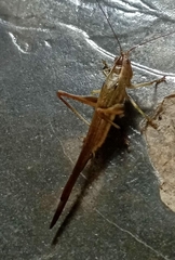 Tettigoniidae