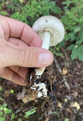 Agaricus