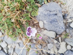 Erodium glandulosum