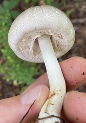 Agaricus