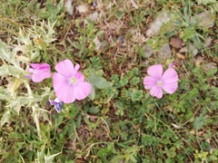 Linum viscosum