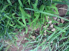 Poa annua