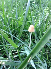 Panaeolus