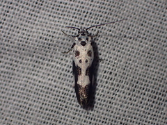 Ethmia quadrillella