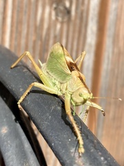 Tettigonia cantans
