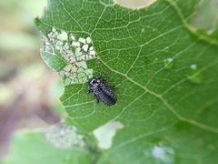Chrysomela populi